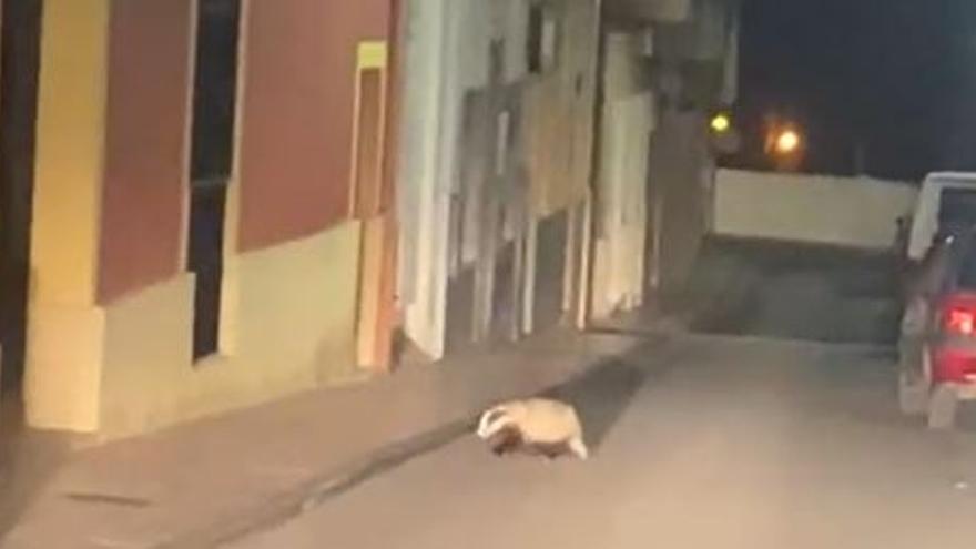 El tejón estaba en medio de la calle pero al ver al coche de frente se subió civilizadamente a la acera.