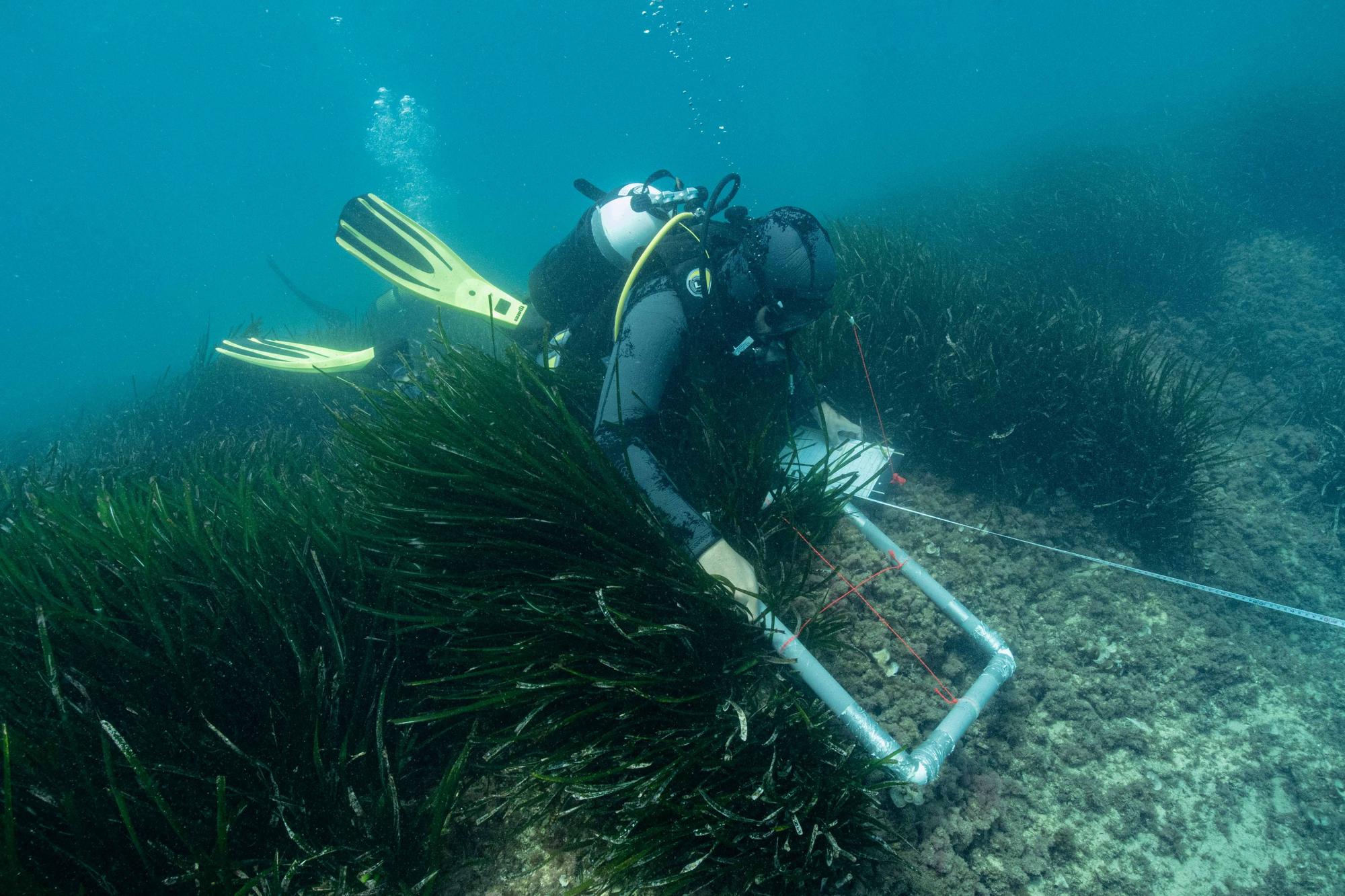 Galería de imágenes de la posidonia de la bahía de Talamanca