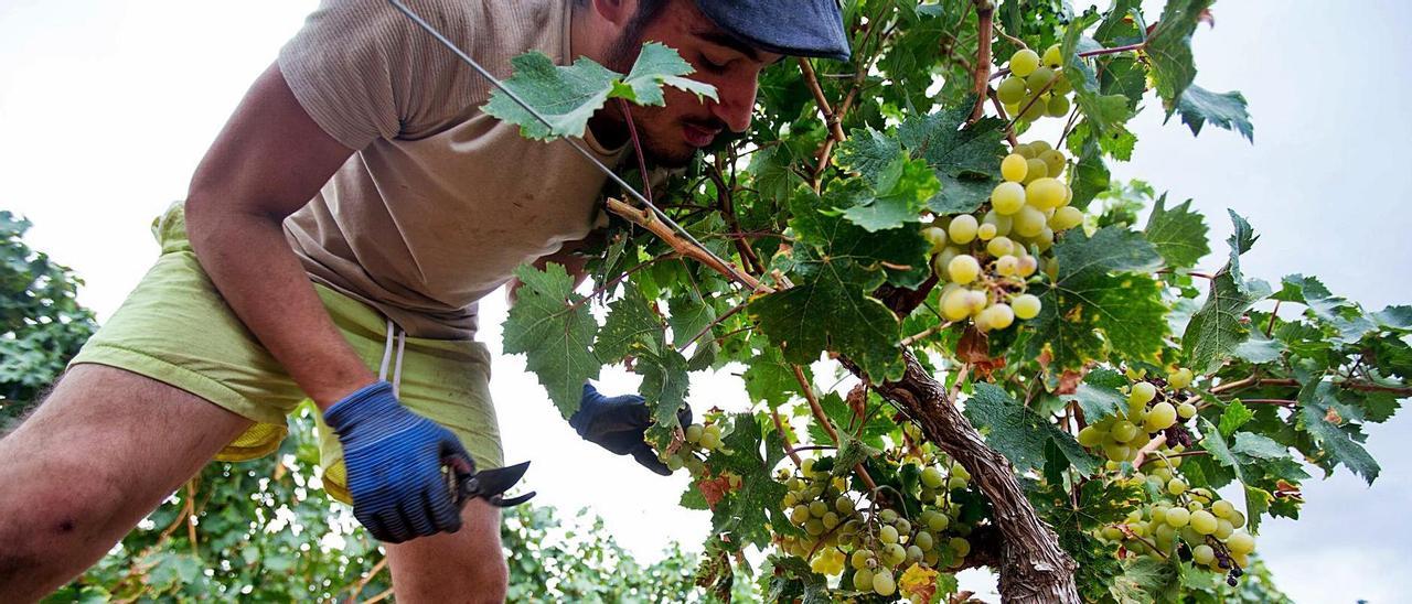 Un grupo de operarios trabajando en la vendimia, este miércoles, en campos de La Romana.