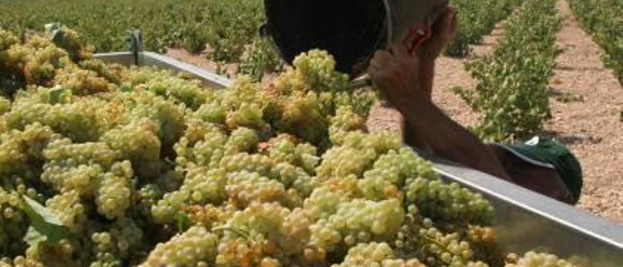 La producción de uva para vino se recupera un 30% tras el mínimo histórico de 2014