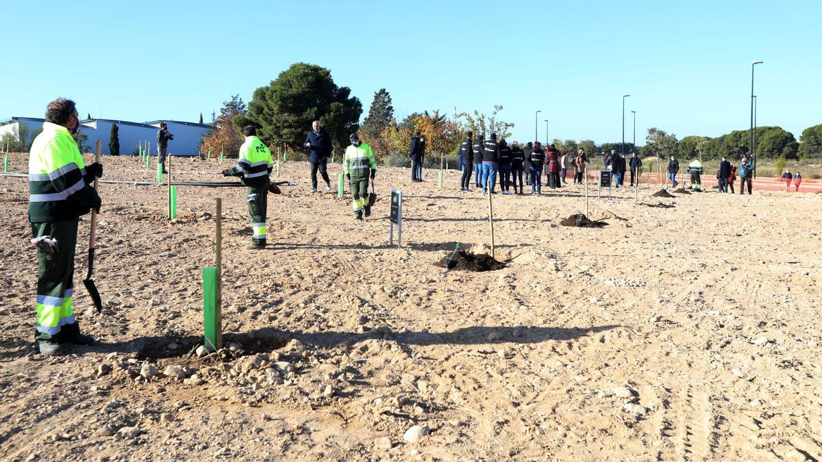 Las plantaciones en el Bosque de Los Zaragozanos están ya en marcha.