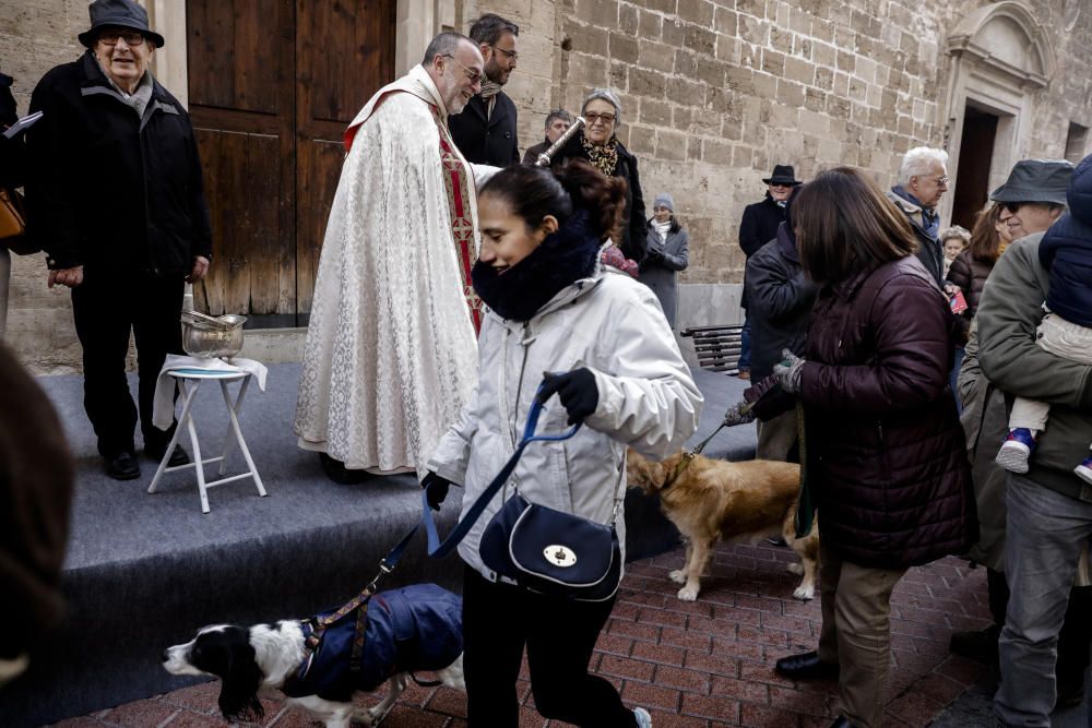 Sant Antoni: Tiersegnungen in Palma