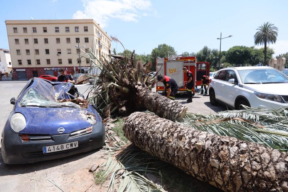 Una palmera se desploma en Cruz Cubierta sobre varios coches