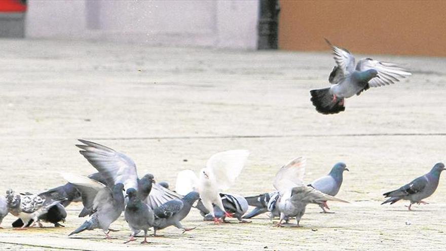 Castellón ultima el plan de control de palomas con anticonceptivos