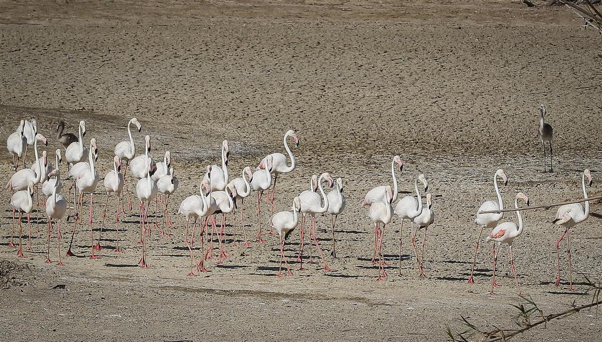 Flamencos en una marisma desecada en Doñana