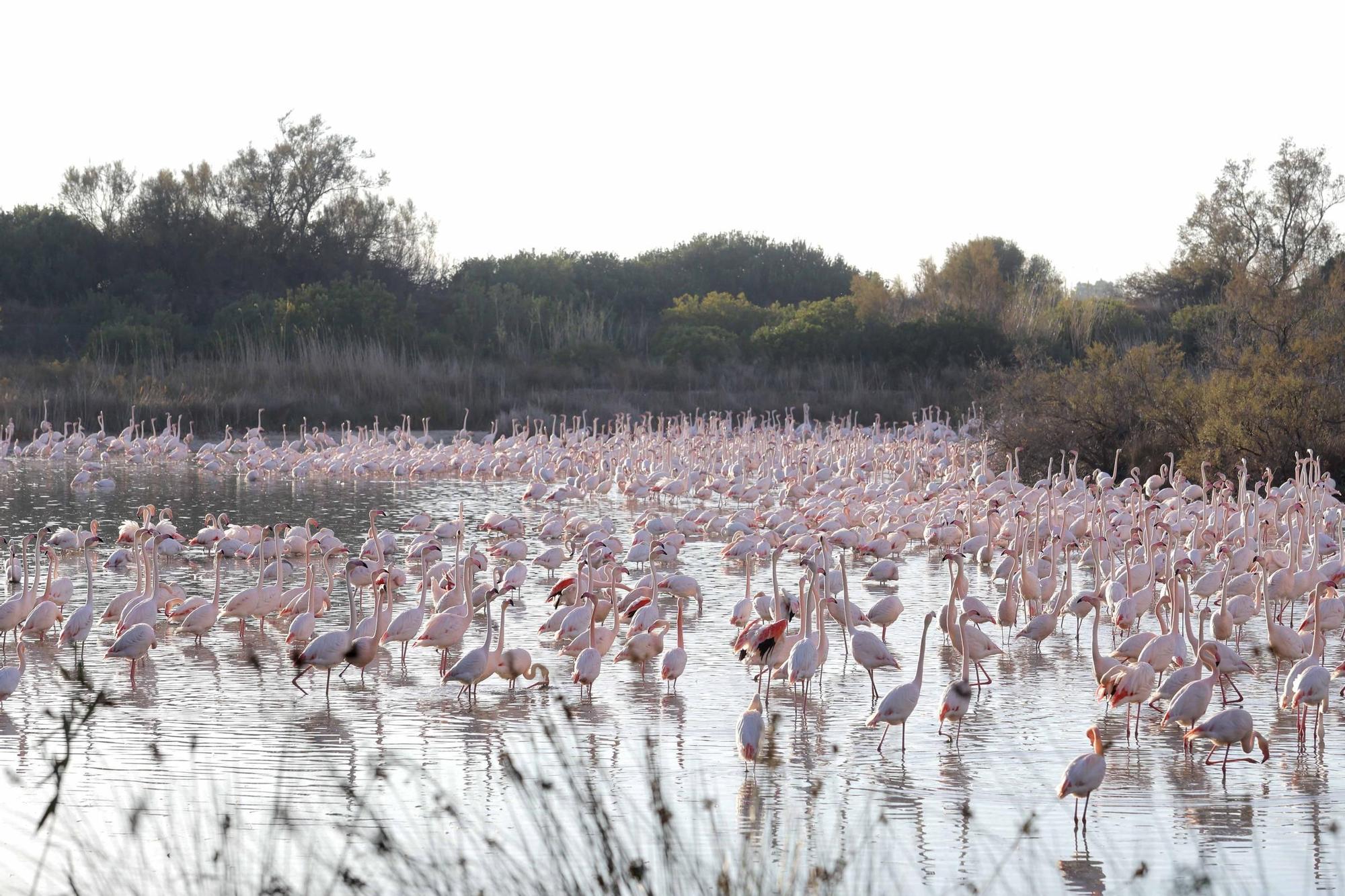 Los flamencos vuelven a L´Albufera para criar