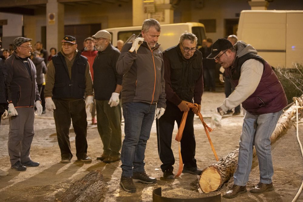 Sant Antoni arranca en Sagunt con la tradicional Plantà del Pi