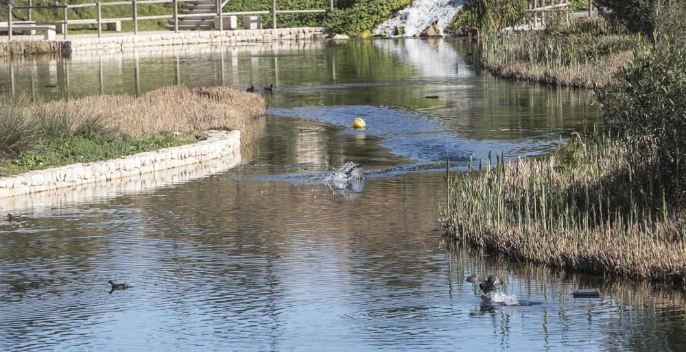 El parque La Marjal, hábitat para un centenar de especies de aves en la playa de San Juan de Alicante