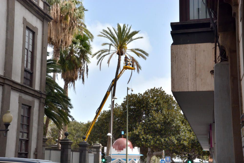 PODA PALMERA SAN TELMO