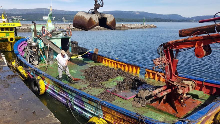 Descargas de mejillón en el muelle de Rianxo, el domingo pasado.