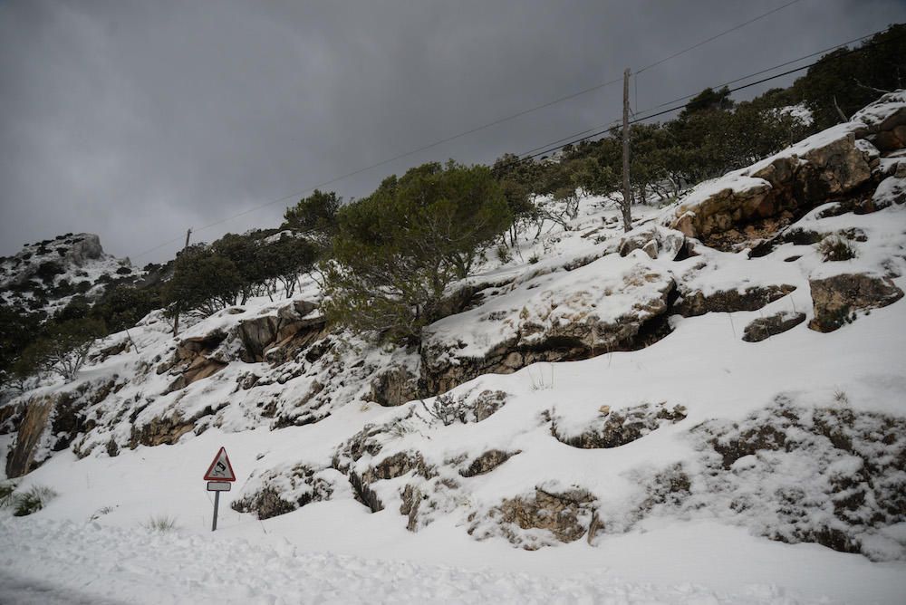 Der frühe Schnee hat am Samstag (2.12.) zahlreiche Insulaner in die Tramuntana gelockt, wo es die seltene Gelegenheit zu Schneeballschlachten oder zum Bau von Schneemännern gab.