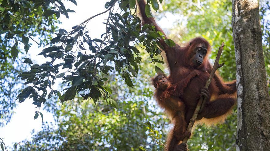 Entre cascadas, volcanes y orangutanes.