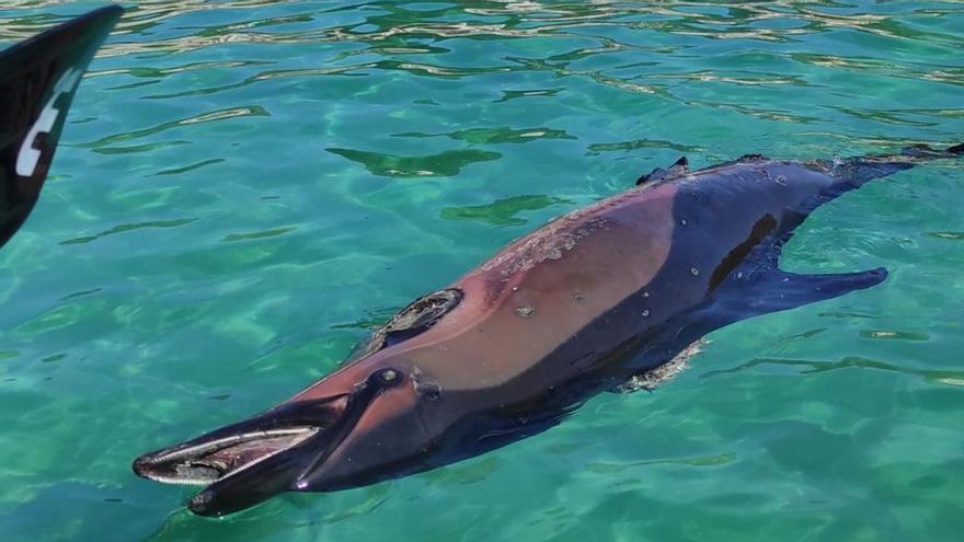 Aparece un delfín muerto en una abarrotada playa de Mogor, en Marín