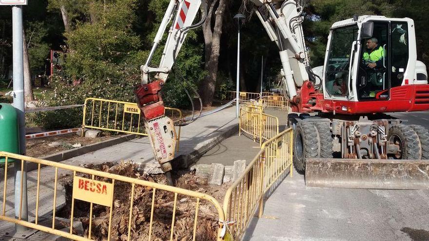 Vila-real recorta las raíces de los pinos que levantan el asfalto en el Termet