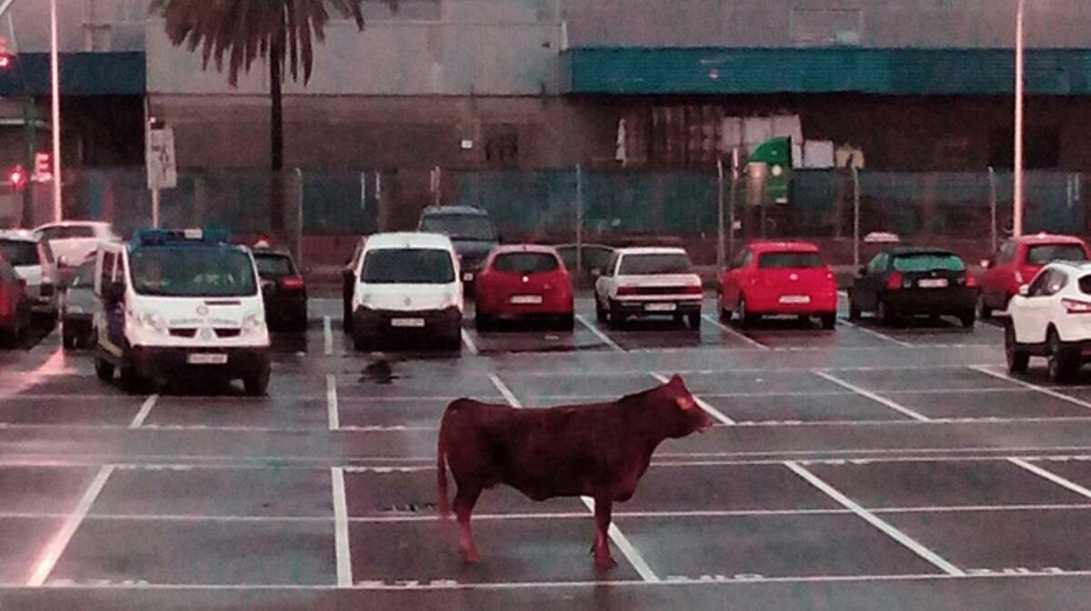 Una vaca sescapa de Mercabarna.