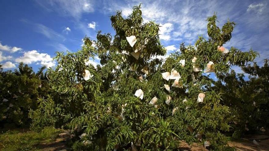 UAGA pide la defensa de los productores de fruta frente a inversores externos