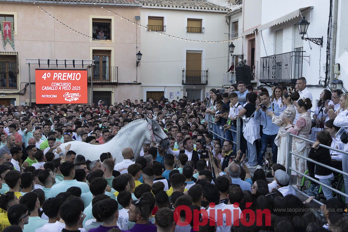 Fiestas de Caravaca | Entrega de premios del concurso morfológico
