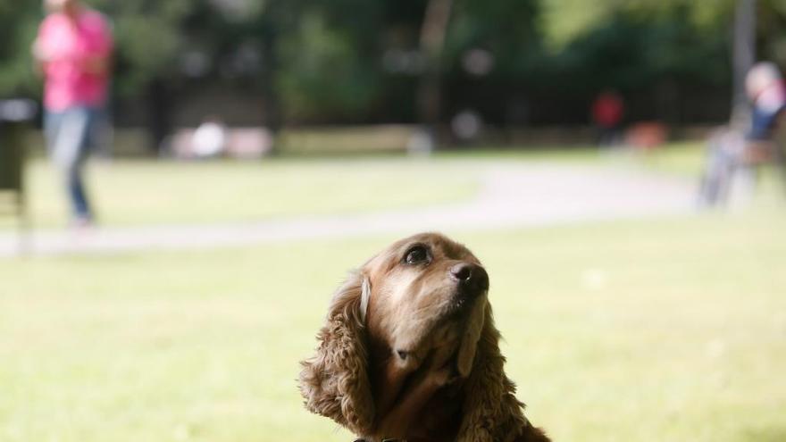 Un perro en el parque de Ferrera, en una imagen de archivo.