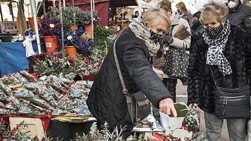 Les ponsèties, el vesc i el boix grèvol tenen molta  requesta