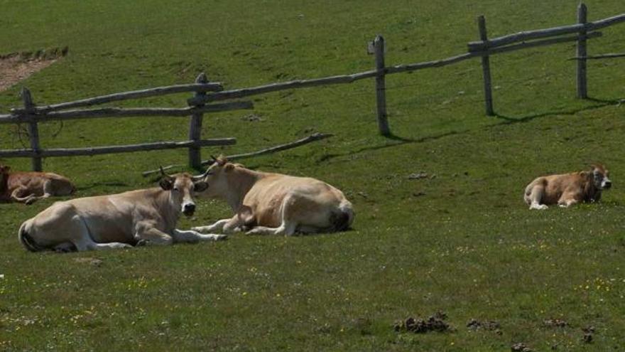 Varias vacas pastando en los terrenos del puerto de Pinos.