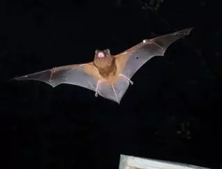 «Un solo murciélago come entre 1.000 y 3.000 mosquitos cada noche»