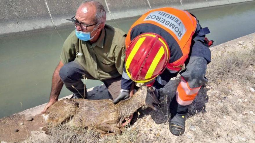 Rescatan un corzo que había caído a un canal