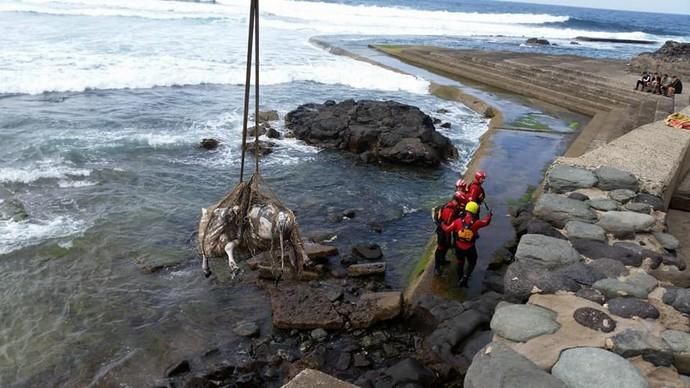 El grupo de Rescate Delta Agaete rescata una vaca muerta en las piscinas de Emiliano de Gáldar