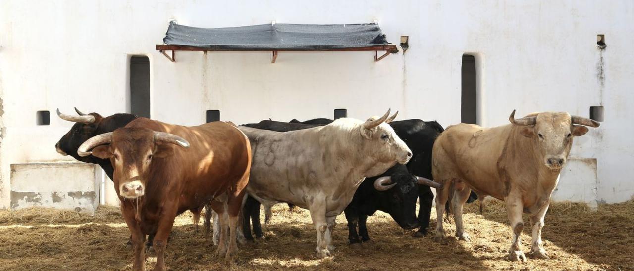 Toros de Álvaro Nuñez que se lidiarán hoy