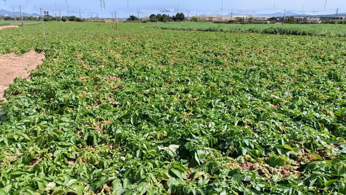 Un cultivo de patatas en el entorno de sa Pobla.