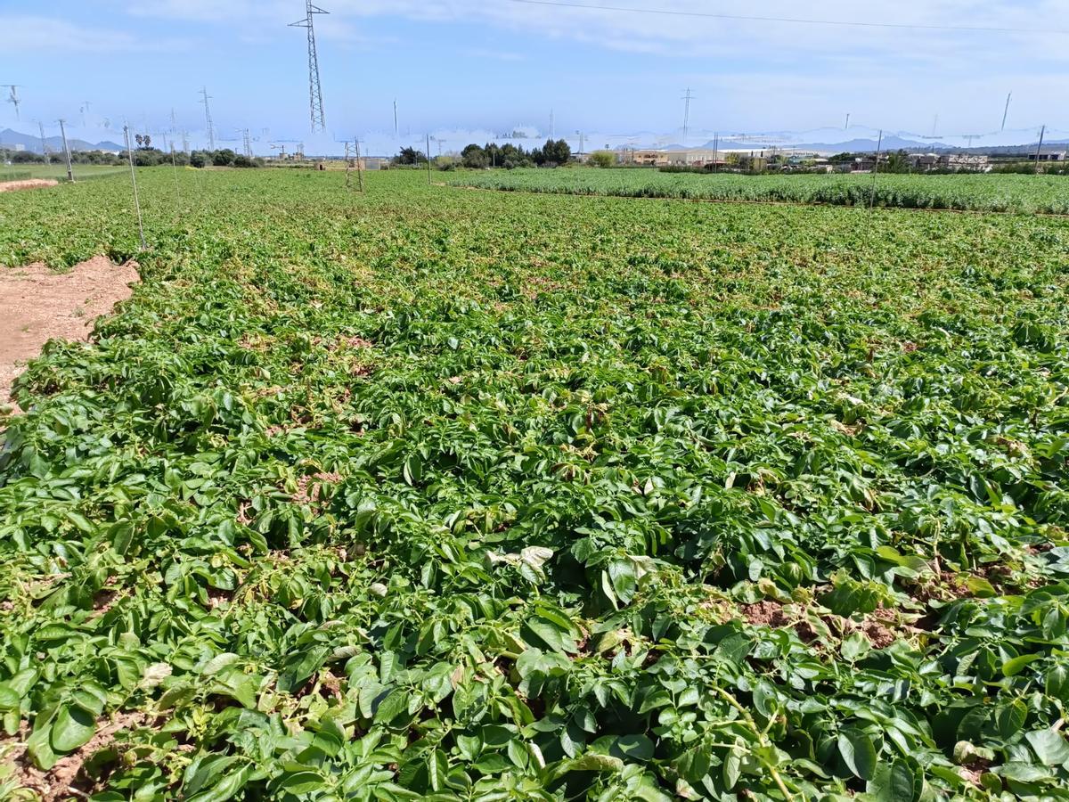 Un cultivo de patatas en el entorno de sa Pobla.