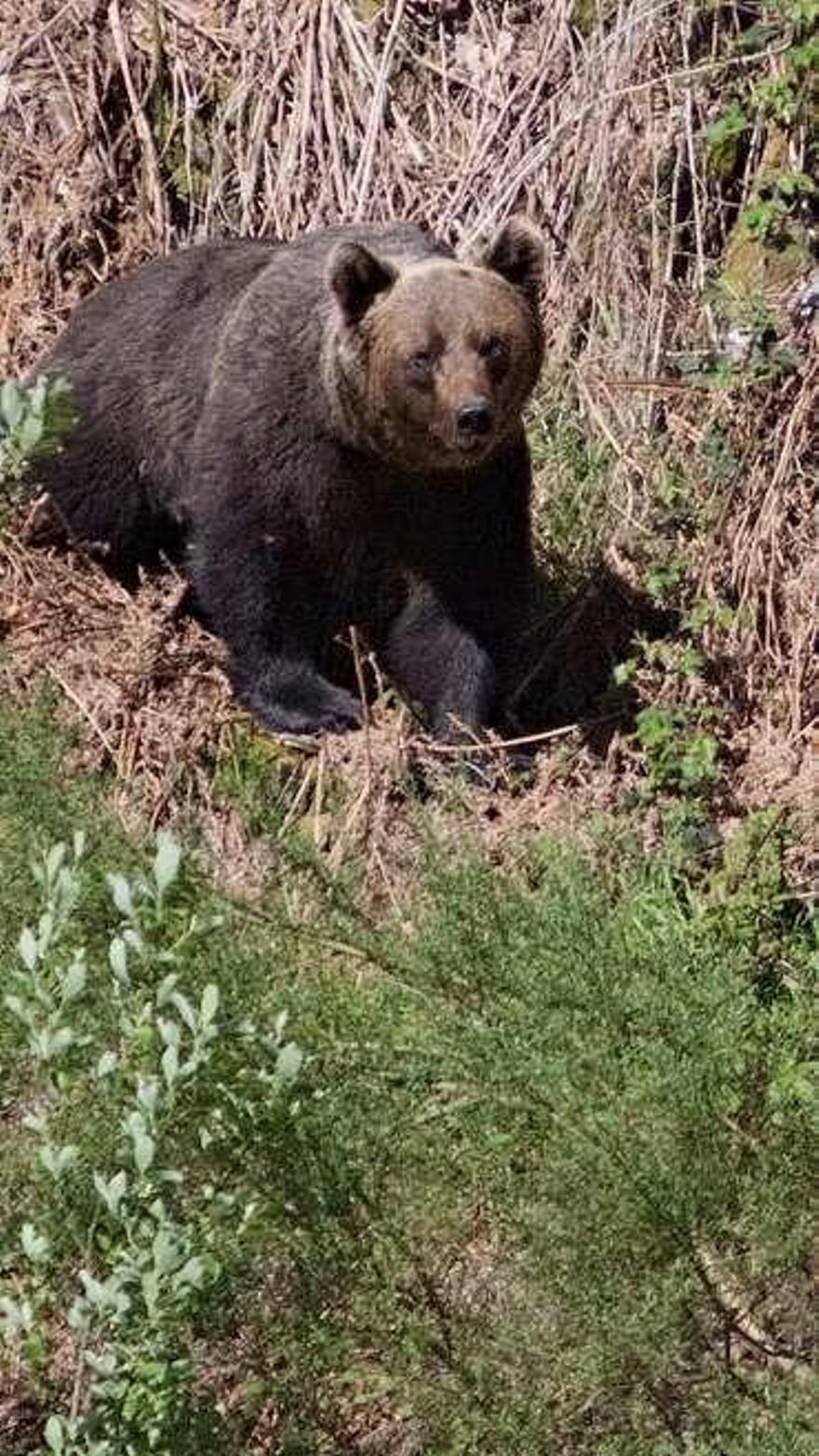 Asturias, principal refugio del oso, que suma unos 300 ejemplares en la  Península - La Nueva España