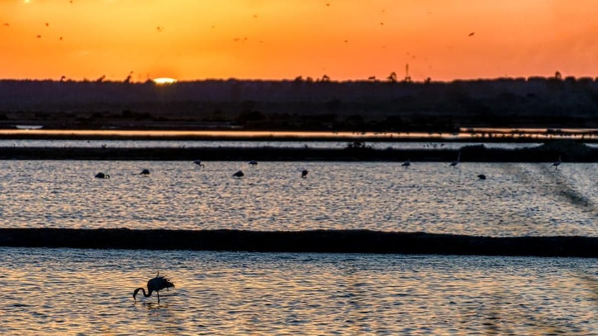 Atardecer en Doñana