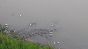 peixos-morts11-7-19 1