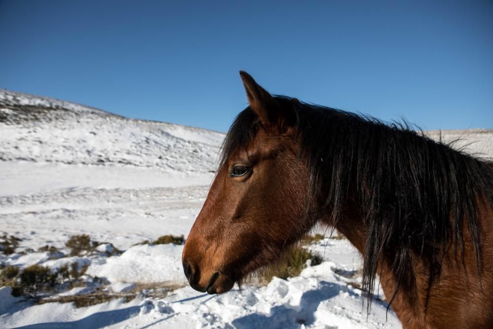 La nieve en Sanabria