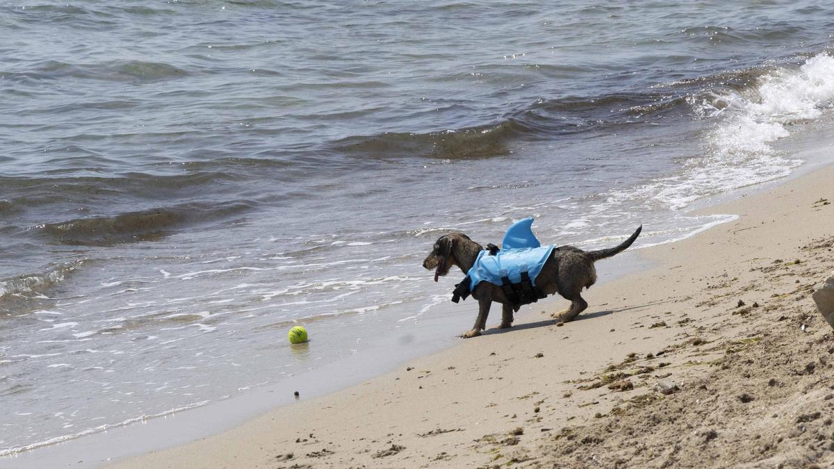 La playa canina en Alicante de la que nunca has oído hablar y que se convertirá en la favorita de tu mascota