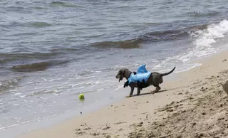 La playa canina de Agua Amarga de Alicante se queda sin servicios para perros