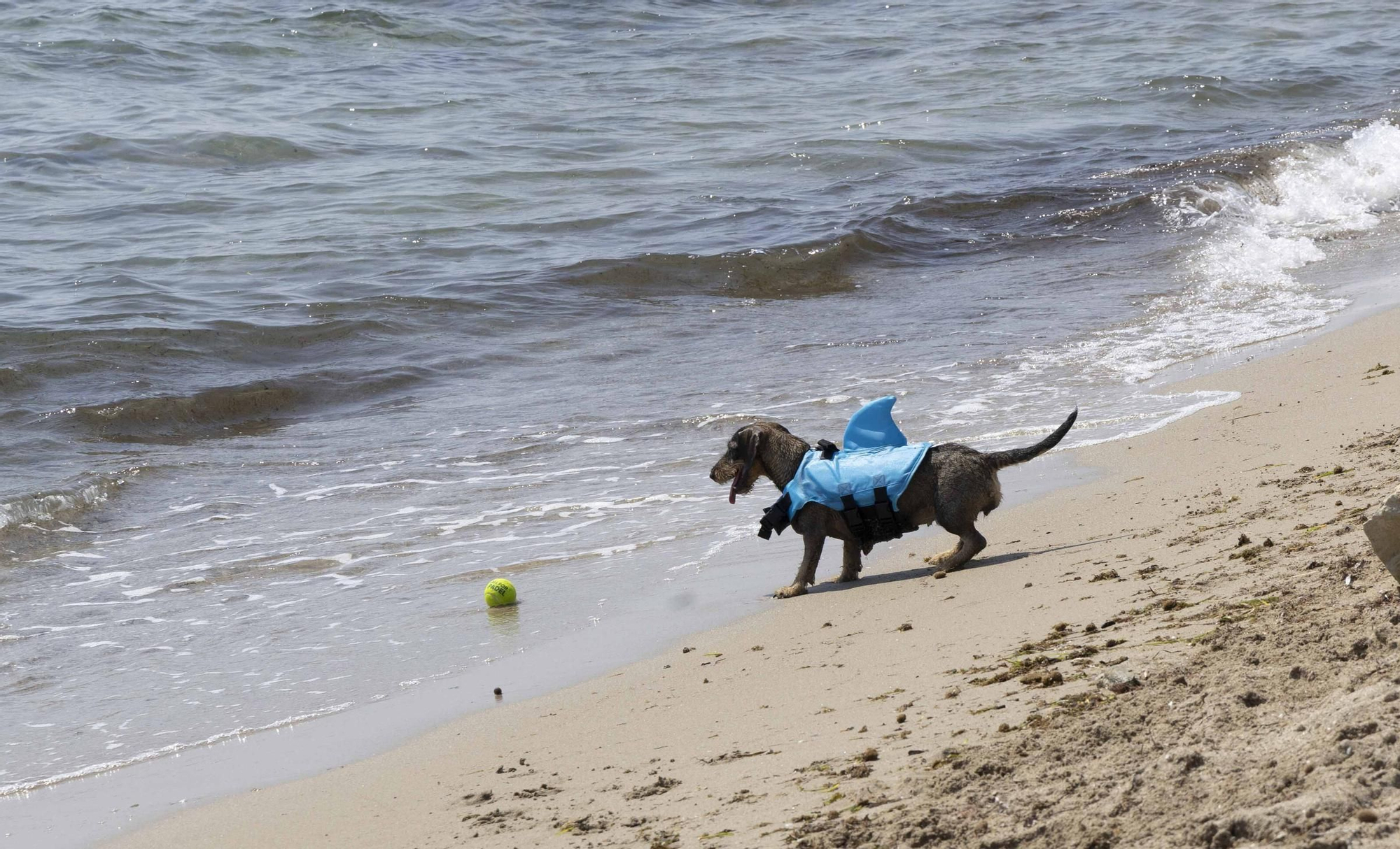 La playa canina de Agua Amarga de Alicante se queda sin servicios para perros