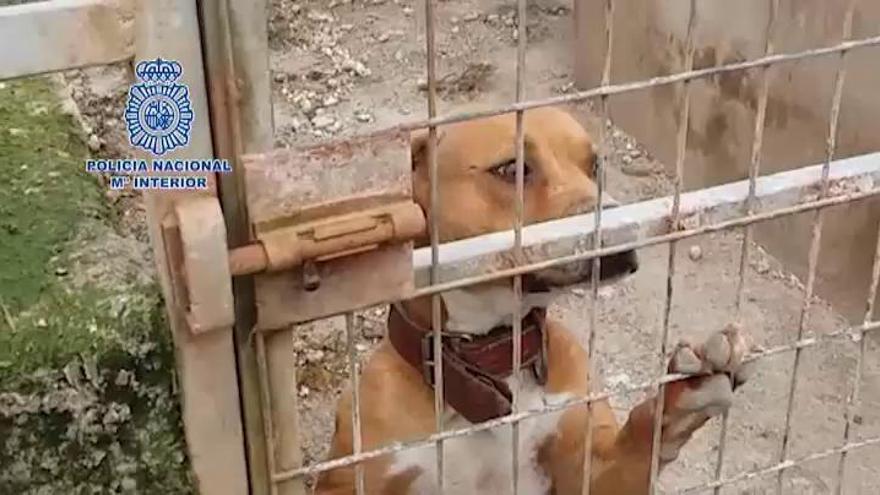 Peleas de perros en Tenerife: La mayoría de los miembros de la red que  organizaban peleas de perros se libra de la cárcel al alcanzar un acuerdo