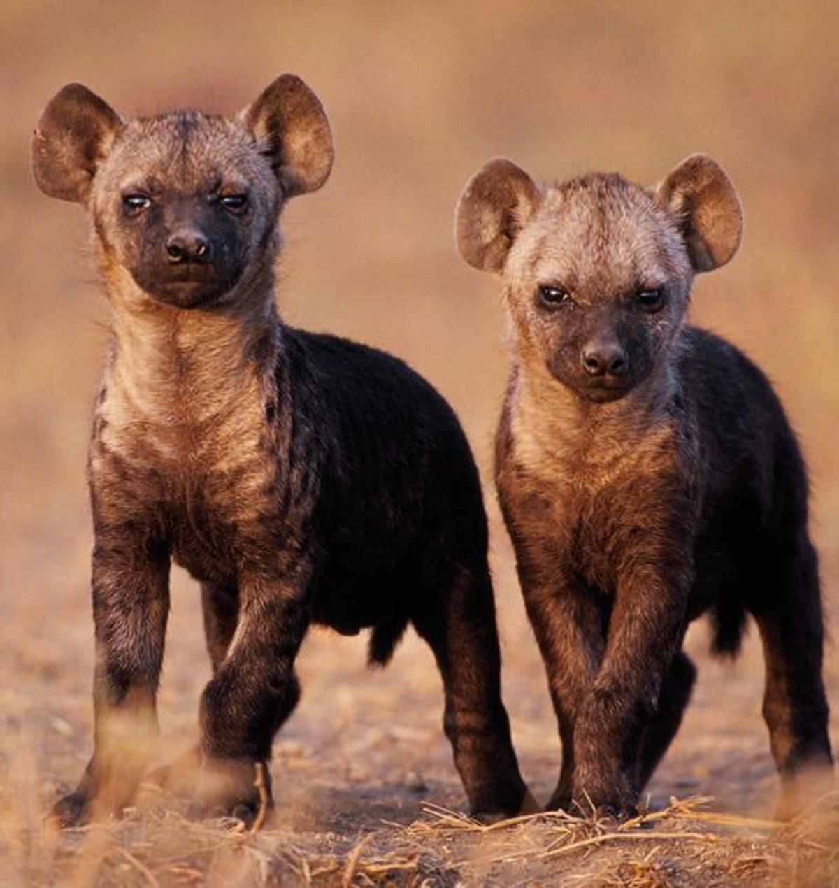 Cachorros de hiena.