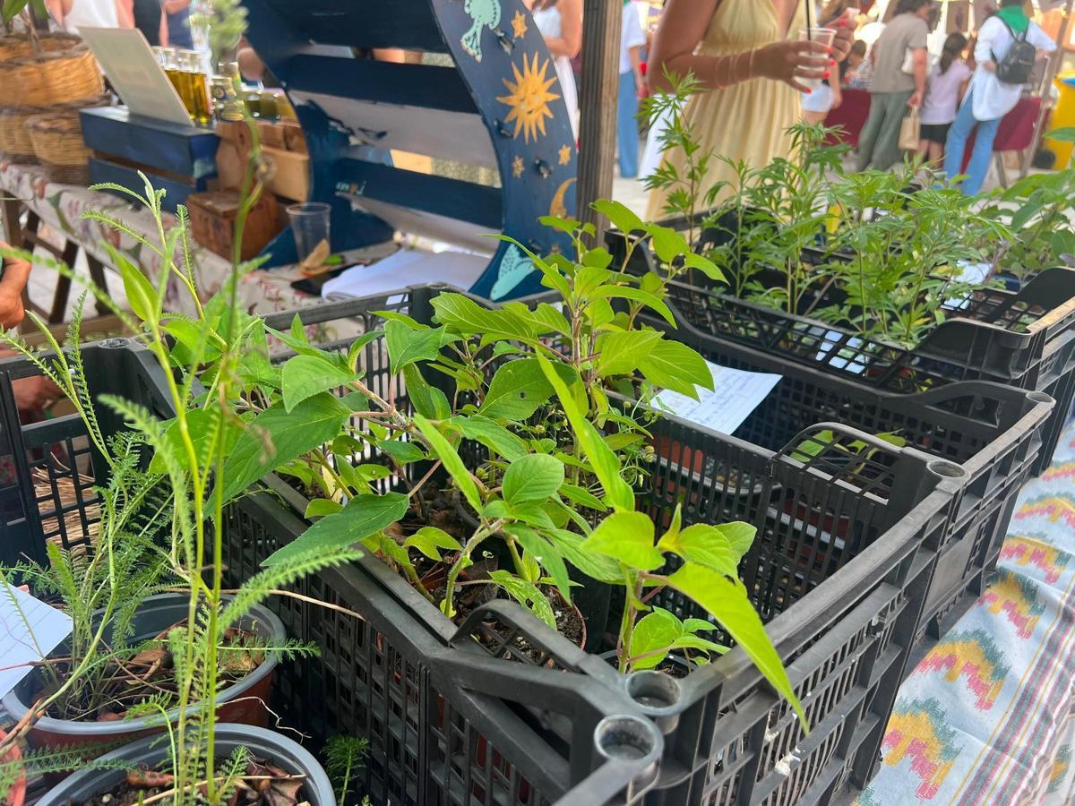 Las imágenes de la Fira de ses Herbes de Selva