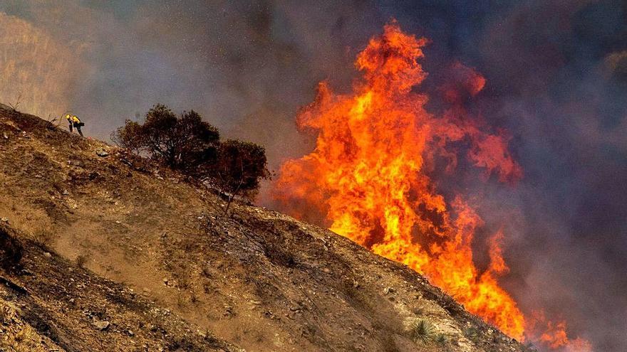 L&#039;estudi s&#039;ha fet gràcies a una anàlisi realitzada als boscos de Califòrnia