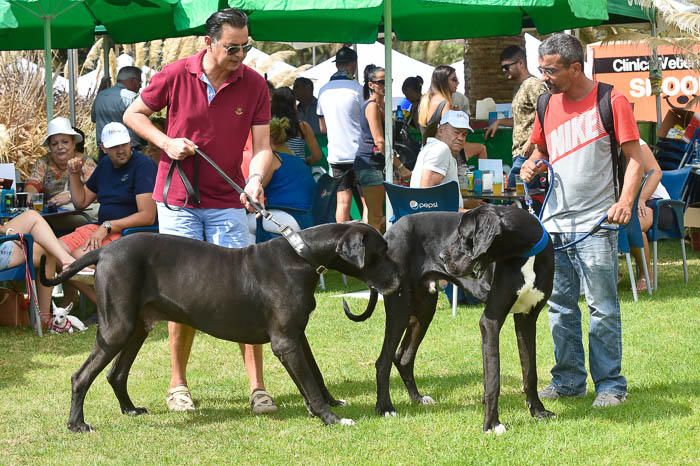 II Feria de mascotas, en Maspalomas