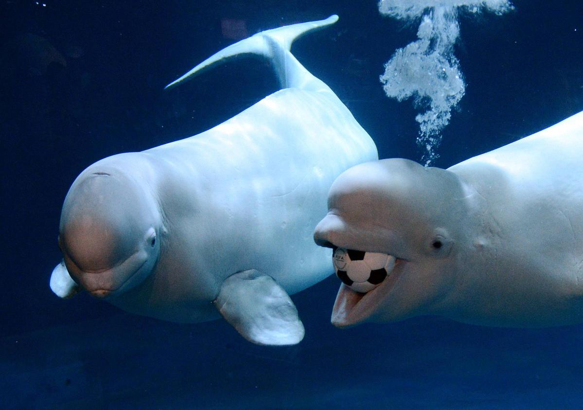 Dos belugas jugando con un balón en un acuario