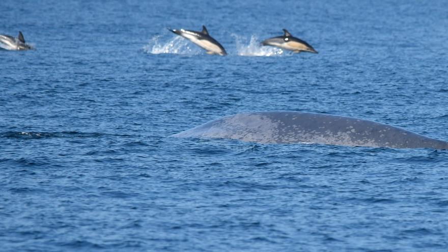 Comienza el espectáculo de los mamíferos marinos en Galicia