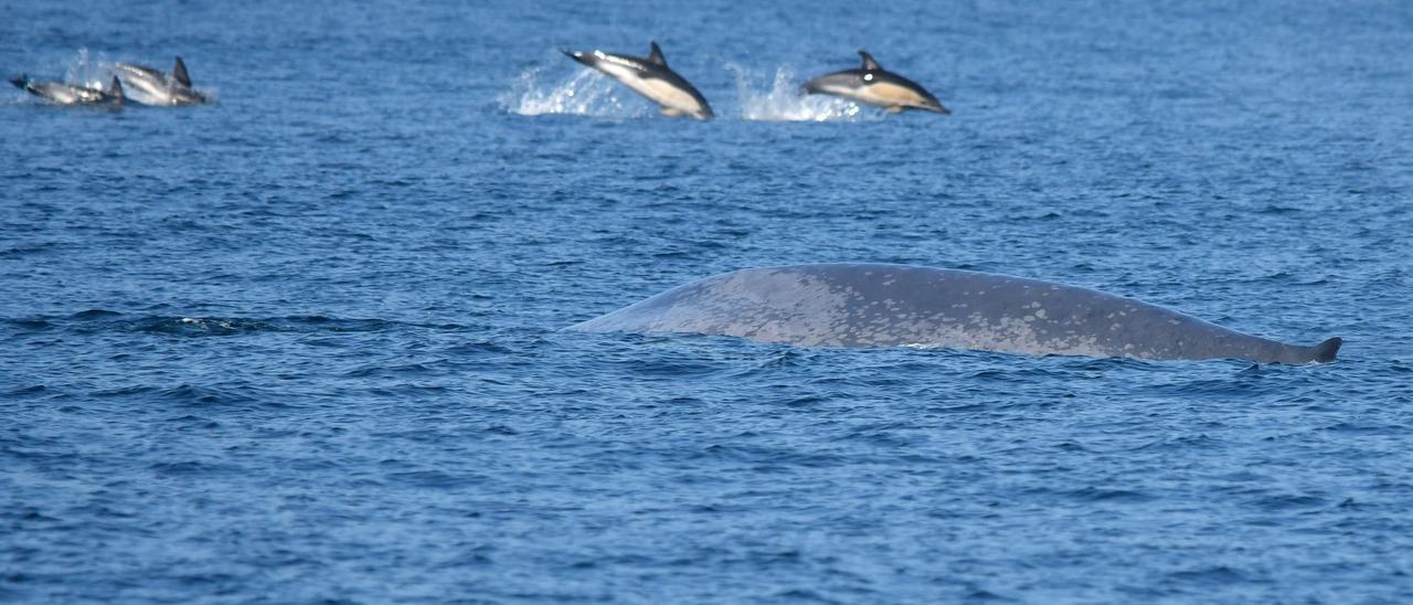 Una ballena azul y un grupo de delfines comunes.