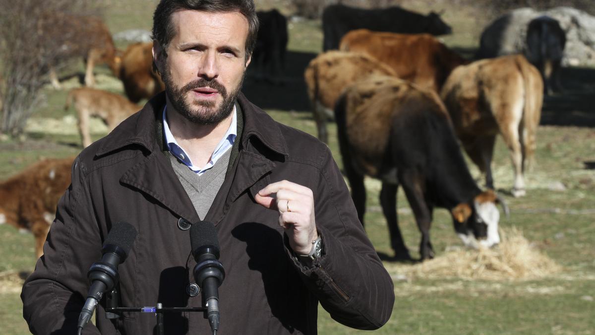 El líder del PP, Pablo Casado.