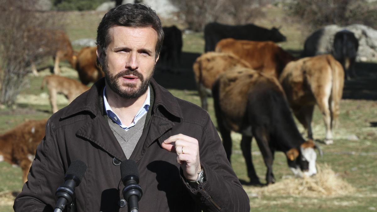 El líder del PP, Pablo Casado.