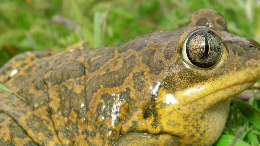 Esta rana vivió hace unos 68 millones de años.