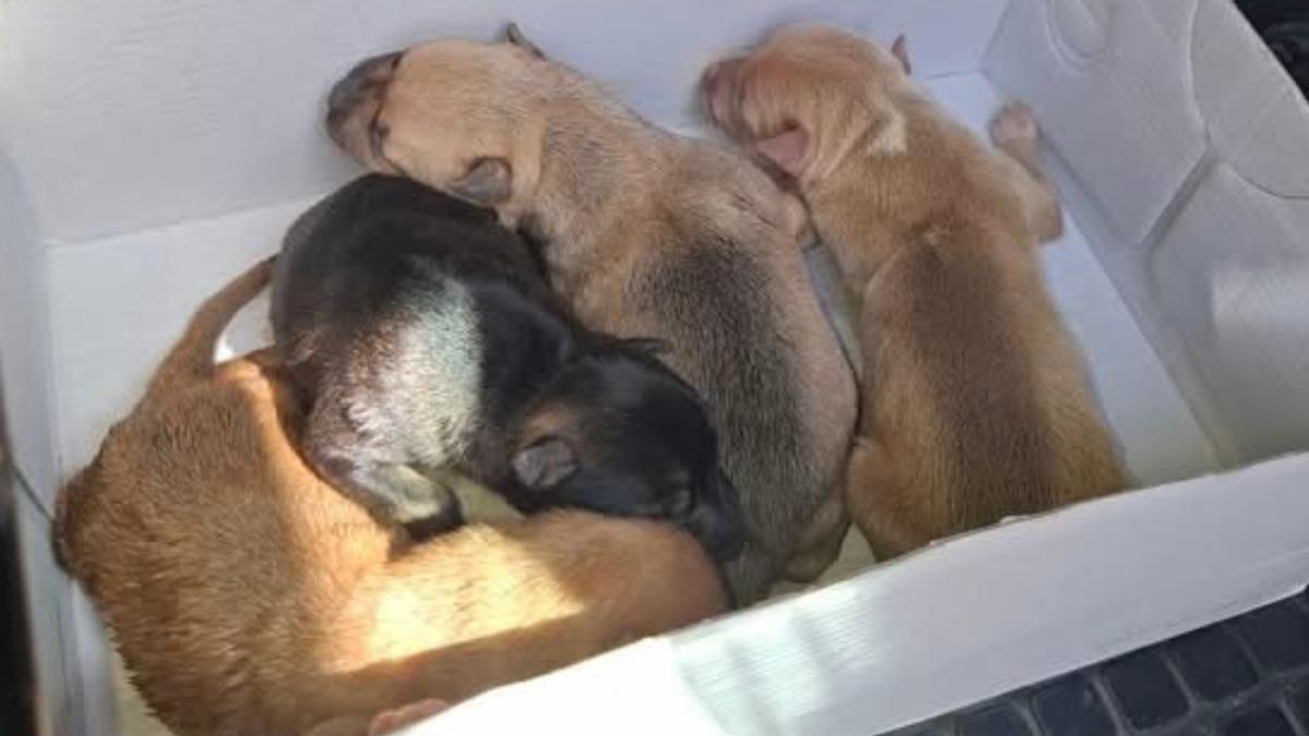 Hallan cinco cachorros vivos y cuatro muertos en un contenedor de ropa en Fuerteventura