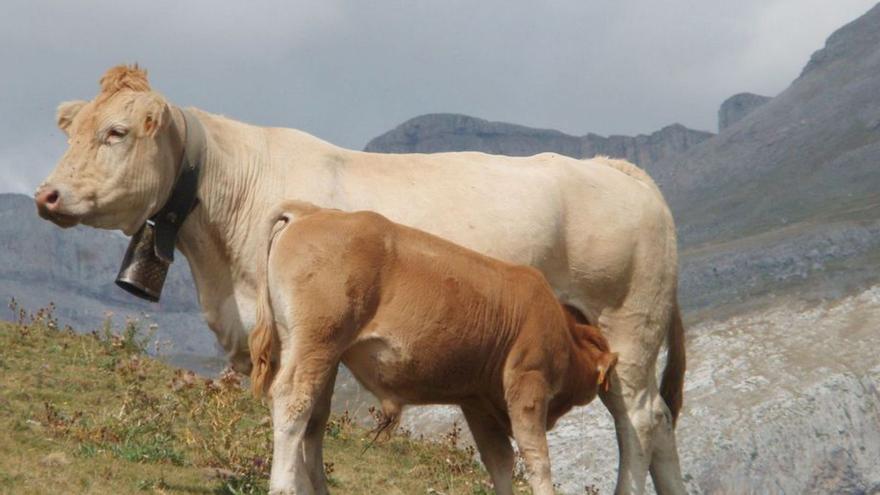 El Gobierno de Aragón llama a la calma ante la enfermedad hemorrágica epizoótica